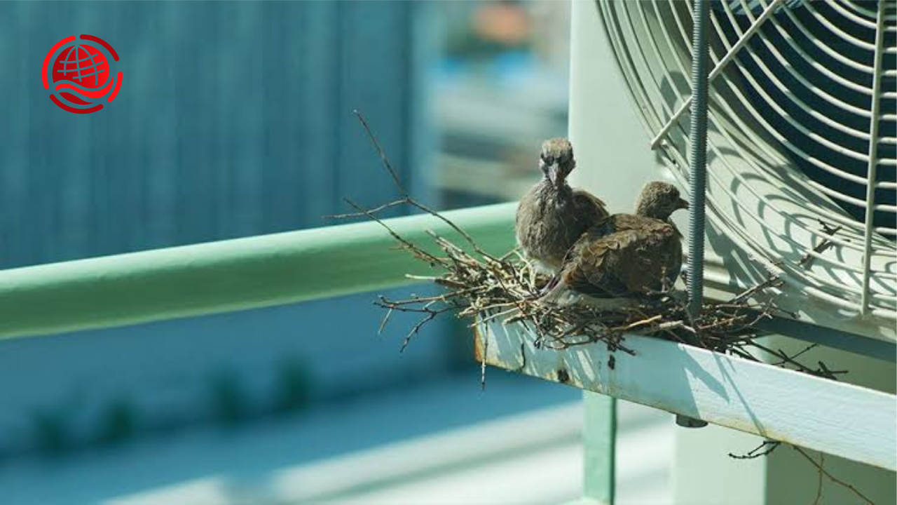 bird control in urban areas