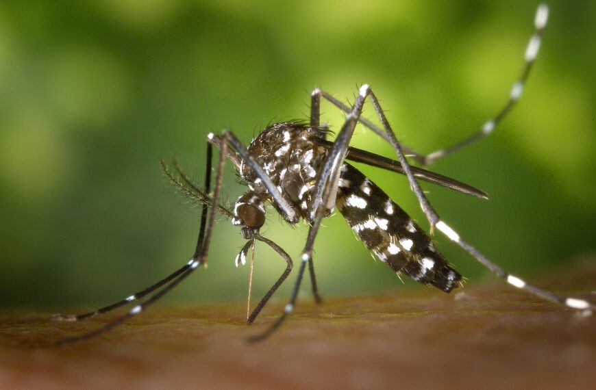 Understanding Mosquito Development: The Complete Life Cycle